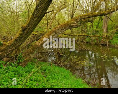 Europa, Deutschland, Hessen, Marburger Land, Lahn, Knackweiden (Salix fragilis) im Naturschutzgebiet Lahnaltarm bei Bellnhausen, Rottote Brennnessel (Lamium pureum) Stockfoto