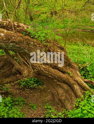 Europa, Deutschland, Hessen, Marburger Land, Lahn, Knackweide (Salix fragilis) im Naturschutzgebiet Lahnaltarm bei Bellnhausen wächst auf dem Stamm eine rote tote Brennnessel (Lamium pureum) Stockfoto