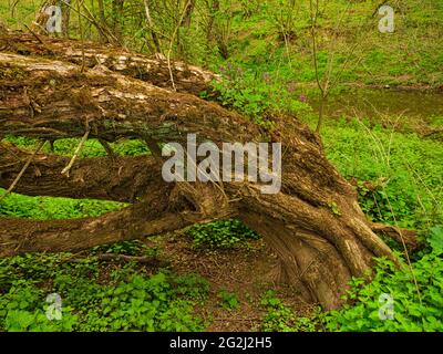 Europa, Deutschland, Hessen, Marburger Land, Lahn, Knackweide (Salix fragilis) im Naturschutzgebiet Lahnaltarm bei Bellnhausen wächst auf dem Stamm eine rote tote Brennnessel (Lamium pureum) Stockfoto