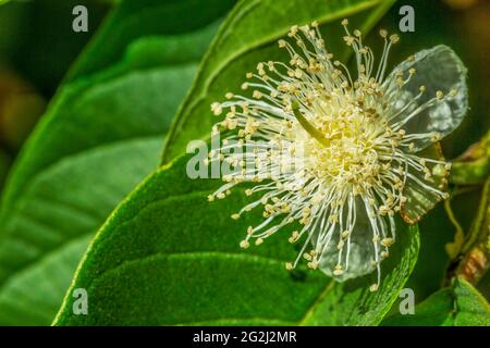 Makrofotografie von Guava-Blumen. Stockfoto