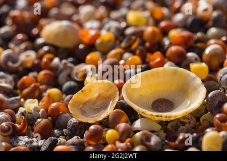 Bunte Muscheln am Strand, Rücklicht, Frankreich, Bretagne, Finistère, Pointe de Penmarc´h Stockfoto