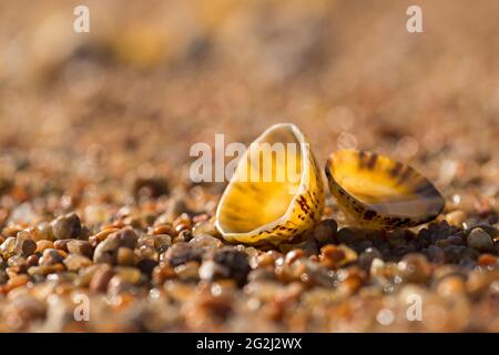 Limpets am Strand, Île Renote, Gegenlicht, Frankreich, Bretagne, Côtes d'Armor, Côte de Granit Rose Stockfoto