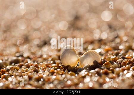 Cocle am Strand, Île Renote, Gegenlicht, Frankreich, Bretagne, Côtes d'Armor, Côte de Granit Rose Stockfoto