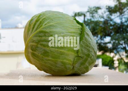 Frischer Grünkohl aus der Nähe. Stockfoto