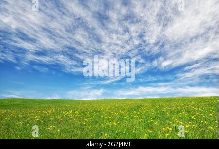 Frühlingswiese mit Dandelionen und grünem Gras unter blauem Himmel und Wolken Stockfoto