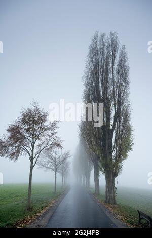 Deutschland, Baden-Württemberg, Karlsruhe, Baumallee am Thomashof. Stockfoto