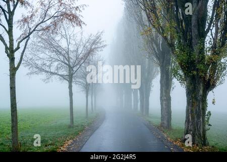 Deutschland, Baden-Württemberg, Karlsruhe, Baumallee am Thomashof. Stockfoto