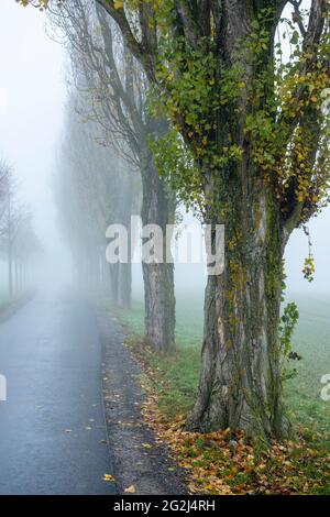 Deutschland, Baden-Württemberg, Karlsruhe, Baumallee am Thomashof. Stockfoto