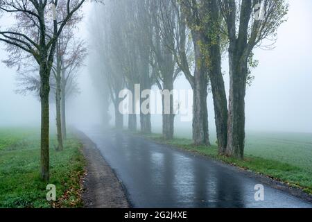 Deutschland, Baden-Württemberg, Karlsruhe, Baumallee am Thomashof. Stockfoto