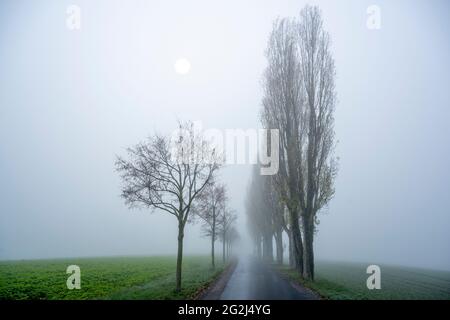 Deutschland, Baden-Württemberg, Karlsruhe, Baumallee am Thomashof. [M] Stockfoto