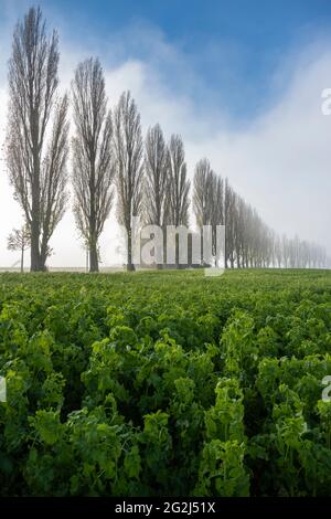 Deutschland, Baden-Württemberg, Karlsruhe, Baumallee am Thomashof. Stockfoto