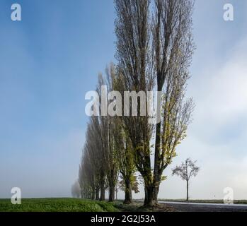 Deutschland, Baden-Württemberg, Karlsruhe, Baumallee am Thomashof. Stockfoto