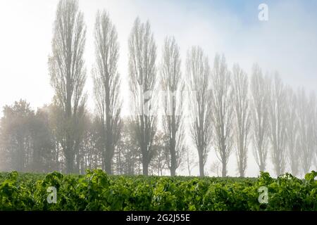 Deutschland, Baden-Württemberg, Karlsruhe, Baumallee am Thomashof. Stockfoto