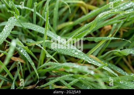 Tautropfen auf Grashalme. Stockfoto