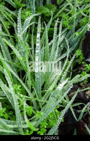 Tautropfen auf Grashalme. Stockfoto