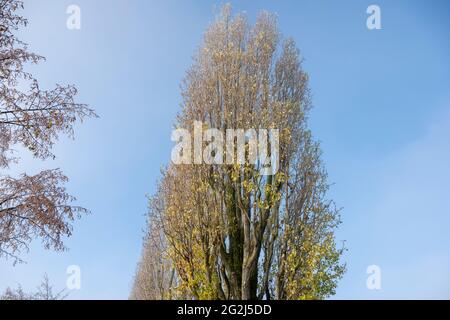 Deutschland, Baden-Württemberg, Karlsruhe, Baumallee am Thomashof. Stockfoto