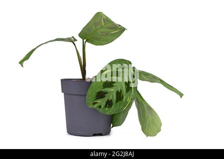 Exotische Zimmerpflanze 'Maranta Leuconeura Kerchoveana Variagata' mit gefleckten Blättern im Blumentopf isoliert auf weißem Hintergrund Stockfoto