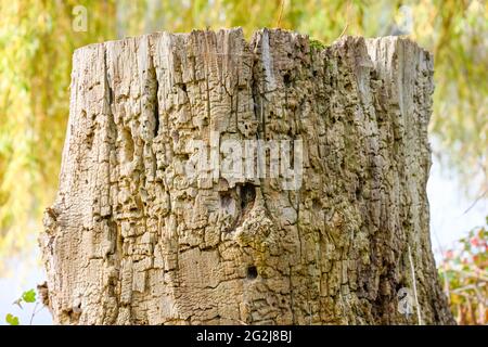 Baumstumpf Stockfoto