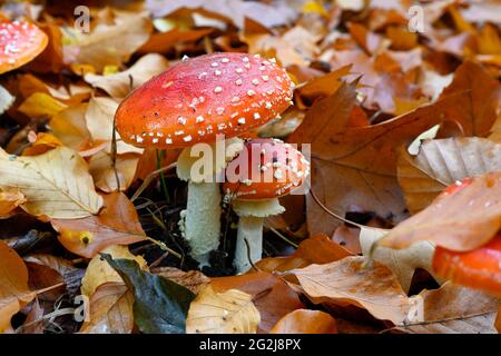 Fliegenpilz (Amanita muscaria) eine Art von Pilz aus der Familie der Amanita, giftig. Stockfoto