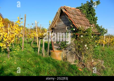 Goldener Oktober im Weinberg mit alter Hütte. Stockfoto