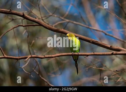 Wellensittich, Melopsittacus undulatus, sitzt auf einem Baumzweig im Outback von Zentralaustralien. Stockfoto