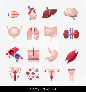 Stellen Sie menschliche innere Organe anatomischen Magen Leber Nieren Lunge Herz Gehirn Nieren Augenmuskeln Ikonen Sammlung Anatomie Gesundheitswesen medizinisches Konzept Stock Vektor