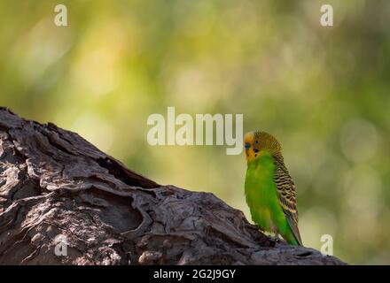 Wellensittich, Melopsittacus undulatus, sitzend auf einem Ast mit schönem grünen Hintergrund. Stockfoto