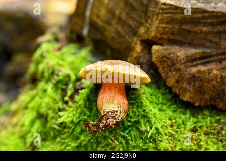 Gewöhnlicher oder echter Rotfußbolz (Yercomellus chrysenteron, SYN .: Boletus chrysenteron und Yercomus chrysenteron). Stockfoto