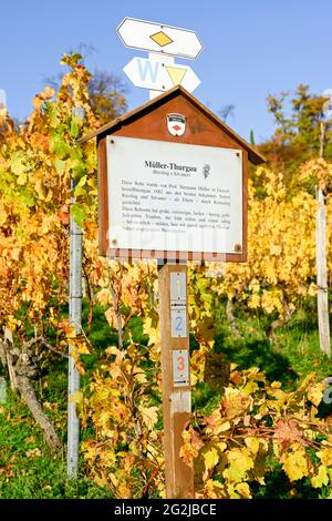 Goldener Oktober im Weinberg. Informationstafel: Müller-Thurgau. Stockfoto