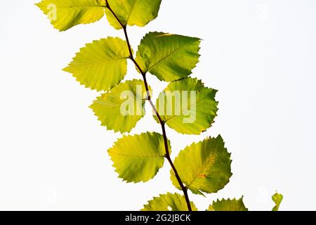 Zweig der Hasel (Corylus) Gattung der Birkenfamilie (Betulaceae). Stockfoto