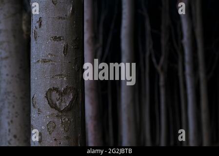 Geschnitztes Herz auf einem Baumstamm, Abendstimmung im Geisterwald bei Nienhagen, Deutschland, Mecklenburg-Vorpommern, Ostseeküste Stockfoto