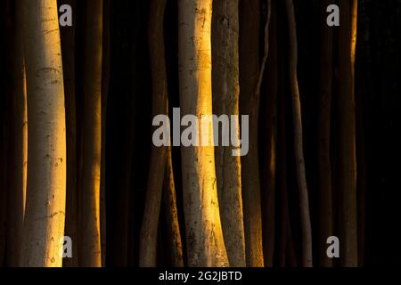 Das Licht der tiefen Sonne fällt auf die Baumstämme im Geisterwald bei Nienhagen, Licht und Schatten, Abendstimmung, Deutschland, Mecklenburg-Vorpommern, Ostseeküste Stockfoto