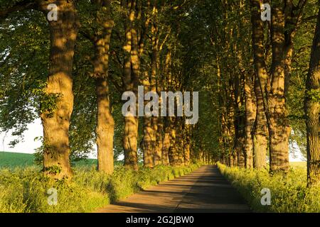 Krumminer Lindenallee im Abendlicht, Krummin, Deutschland, Mecklenburg-Vorpommern, Insel Usedom Stockfoto