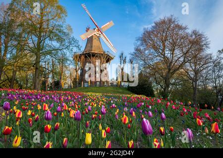 Tulpen vor der historischen Windmühle im Frühjahr in Bremen, Deutschland Stockfoto