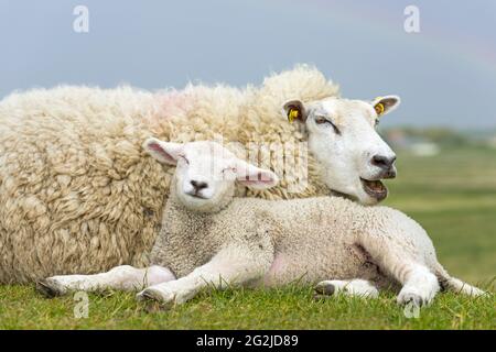 Schafe auf dem Deich, Mutter mit Jungen, Westerhever, Halbinsel Eiderstedt, Nationalpark Schleswig-Holsteinisches Wattenmeer, Deutschland, Schleswig-Holstein, Nordseeküste Stockfoto