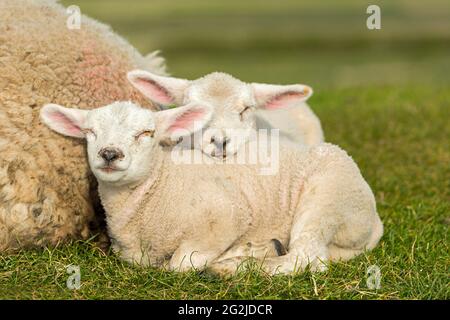 Schafe auf dem Deich, zwei Lämmer, Westerhever, Eiderstedt-Halbinsel, Nationalpark Schleswig-Holsteinisches Wattenmeer, Deutschland, Schleswig-Holstein, Nordseeküste Stockfoto