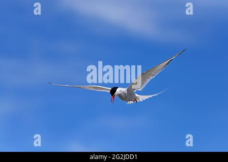 Polarseeschwalbe im Flug, Halbinsel Eiderstedt, Nationalpark Schleswig-Holsteinisches Wattenmeer, Deutschland, Schleswig-Holstein, Nordseeküste Stockfoto