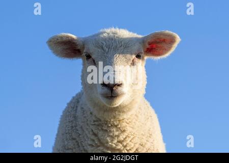 Schafe vor blauem Himmel, auf dem Deich bei Westerhever, Halbinsel Eiderstedt, Nationalpark Schleswig-Holsteinisches Wattenmeer, Deutschland, Schleswig-Holstein, Nordseeküste Stockfoto