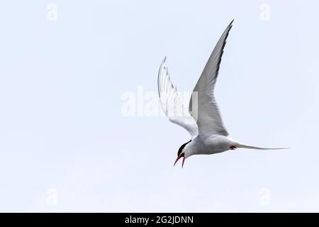 Polarseeschwalbe im Flug, Halbinsel Eiderstedt, Nationalpark Schleswig-Holsteinisches Wattenmeer, Deutschland, Schleswig-Holstein, Nordseeküste Stockfoto