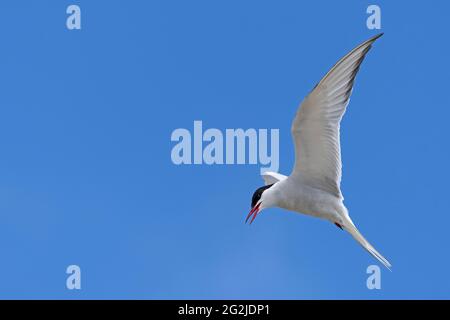 Polarseeschwalbe im Flug, Halbinsel Eiderstedt, Nationalpark Schleswig-Holsteinisches Wattenmeer, Deutschland, Schleswig-Holstein, Nordseeküste Stockfoto