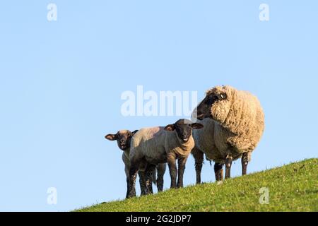 Schaffamilie auf dem Deich, Mutter mit zwei Jungen, Westerhever, Halbinsel Eiderstedt, Nationalpark Schleswig-Holsteinisches Wattenmeer, Deutschland, Schleswig-Holstein, Nordseeküste Stockfoto