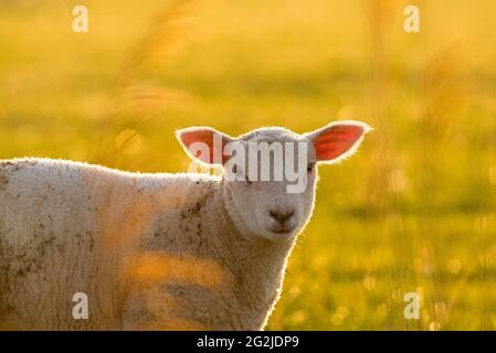 Schafe bei Westerhever, Abendlicht, Eiderstedt-Halbinsel, Nationalpark Schleswig-Holsteinisches Wattenmeer, Deutschland, Schleswig-Holstein, Nordseeküste Stockfoto