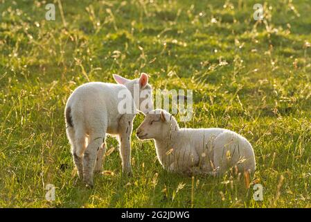 Lämmer bei Westerhever, Geschwisterpaar, Abendlicht, Halbinsel Eiderstedt, Nationalpark Schleswig-Holsteinisches Wattenmeer, Deutschland, Schleswig-Holstein, Nordseeküste Stockfoto