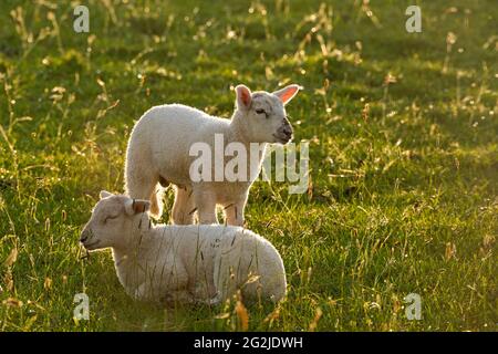 Lämmer bei Westerhever, Geschwisterpaar, Abendlicht, Halbinsel Eiderstedt, Nationalpark Schleswig-Holsteinisches Wattenmeer, Deutschland, Schleswig-Holstein, Nordseeküste Stockfoto