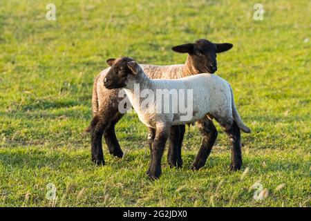 Lämmer bei Westerhever, Abendlicht, Halbinsel Eiderstedt, Nationalpark Schleswig-Holsteinisches Wattenmeer, Deutschland, Schleswig-Holstein, Nordseeküste Stockfoto