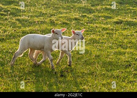 Lämmer bei Westerhever, Geschwisterpaar, Abendlicht, Halbinsel Eiderstedt, Nationalpark Schleswig-Holsteinisches Wattenmeer, Deutschland, Schleswig-Holstein, Nordseeküste Stockfoto