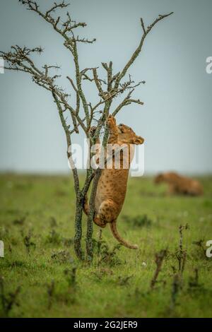 Löwenjunge auf grasbewachsener Ebene klettert über Busch Stockfoto