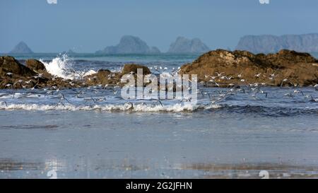 Sanderlinge fliegen über den Strand, Anse de Dinan, Presqu´Ile de Crozon, Frankreich, Bretagne, Finistère Stockfoto