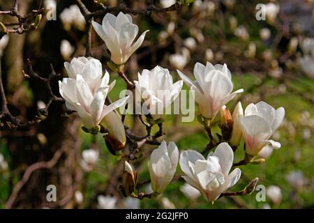 Magnolien, Magnolienblüten, Hermannshof Schaugarten, Weinheim, Bergstraße, Odenwald, Baden-Württemberg, Deutschland Stockfoto