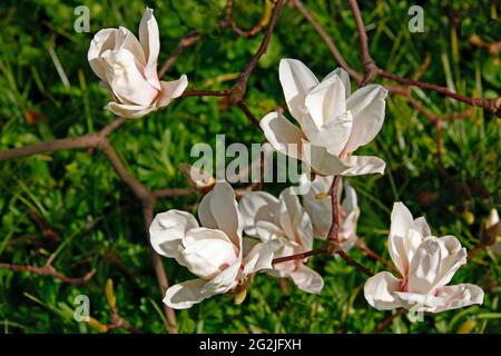 Magnolien, Magnolienblüten, Hermannshof Schaugarten, Weinheim, Bergstraße, Odenwald, Baden-Württemberg, Deutschland Stockfoto